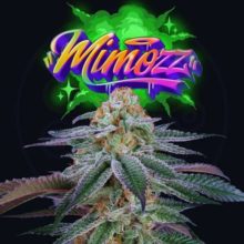 Mimozz Feminized