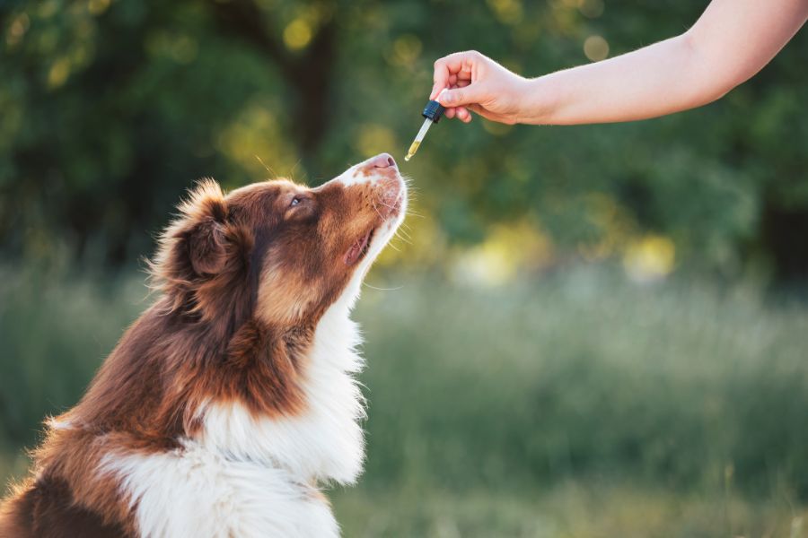 CBD για Κατοικίδια: Οφέλη, Χρήση & Ασφάλεια για Σκύλους – Γάτες